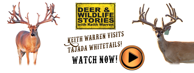 Keith Warren Tajada Whitetails